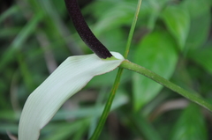 Anthurium talamancae