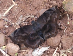 Achlyodes busirus rioja