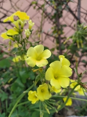 Oxalis pes-caprae