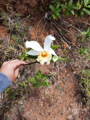 Sobralia chrysostoma