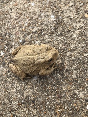 Anaxyrus fowleri
