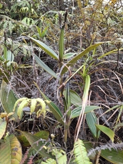 Sobralia chrysostoma