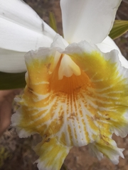 Sobralia chrysostoma