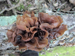 Phaeotremella foliacea
