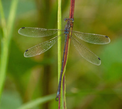 Lestes undulatus