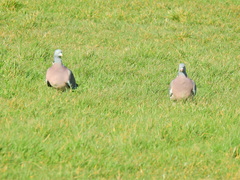 Columba palumbus