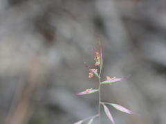 Rytidosperma gracile