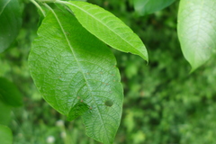 Iteomyia capreae