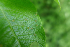 Iteomyia capreae