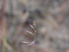 Rytidosperma gracile