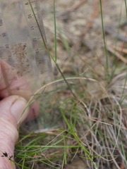 Rytidosperma gracile