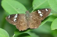 Celaenorrhinus similis