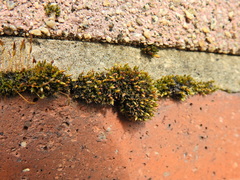 Orthotrichum diaphanum