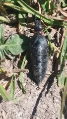 Physomeloe corallifer