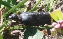 Physomeloe corallifer