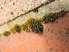 Orthotrichum diaphanum