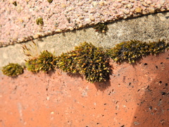 Orthotrichum diaphanum