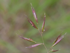 Rytidosperma gracile