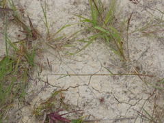 Rytidosperma gracile