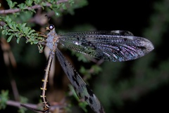 Palparidius capicola