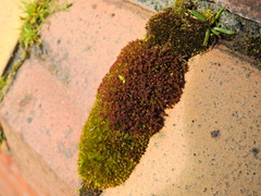 Ptychostomum capillare