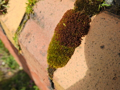 Ptychostomum capillare