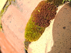 Ptychostomum capillare