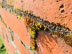 Ptychostomum capillare
