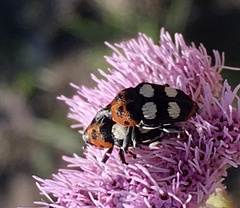 Megabaris quadriguttata