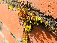 Ptychostomum capillare