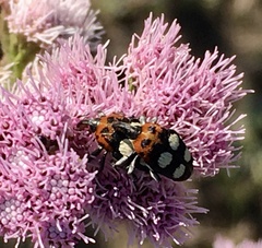 Megabaris quadriguttata