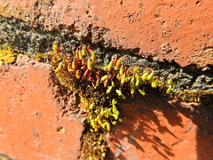 Ptychostomum capillare