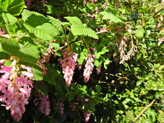 Ribes sanguineum
