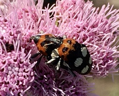 Megabaris quadriguttata