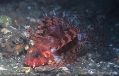 Dendrochirus brachypterus