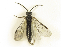 Dolerus aeneus