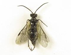 Dolerus aeneus