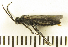 Dolerus aeneus