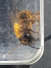 Andrena nigroaenea