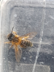 Andrena nigroaenea