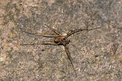Platybunus