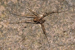Platybunus