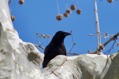 Corvus corone