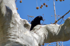 Corvus corone