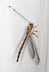 Suhpalacsa subtrahens