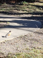 Turdus migratorius