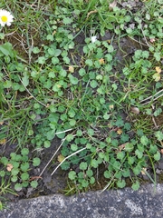 Geranium molle