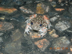 Pelobates vespertinus