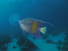 Pomacanthus maculosus