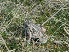 Pelobates vespertinus